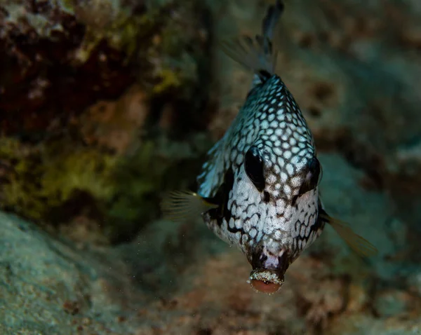 Gładka Trunkfish Krążąca Rafie Bonaire Holandii Rhinesomus Triqueter — Zdjęcie stockowe