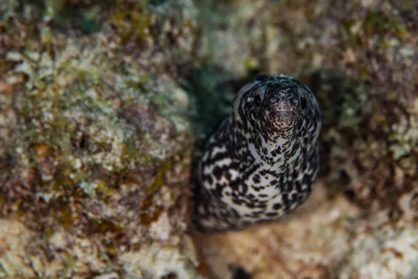 在荷兰的博内尔岛 一条斑点鳗鱼从它藏身的地方向外张望 — 图库照片