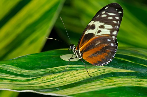 Orta ve Güney Amerika 'da bulunan Nymphalidae familyasından bir Tiger Longwing Butterfly (Heliconius choale)..