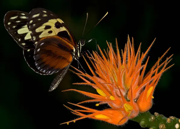 Macro Photo Papillon Ailes Longues Heliconius Hecale — Photo