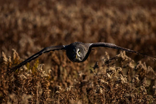 Eğitimli Bir Büyük Gri Baykuş Bir Tarlanın Üzerinde Uçuyor Strix — Stok fotoğraf