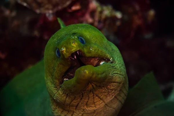 Hollanda, Bonaire 'deki Pembe Plaj' da vahşi doğada bir moray balığı. Bilimsel adı, Gymnothorax funebris.. 
