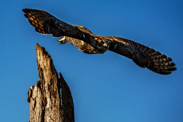 Grande Gufo Cornuto Addestrato Volo Bubo Virginianus — Foto Stock