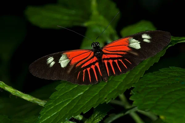 Doris Longwing Kelebeği 'nin bir fotoğrafı, Heliconius Doris Doris. Amazon Havzası üzerinden Meksika 'dan yaygındır..