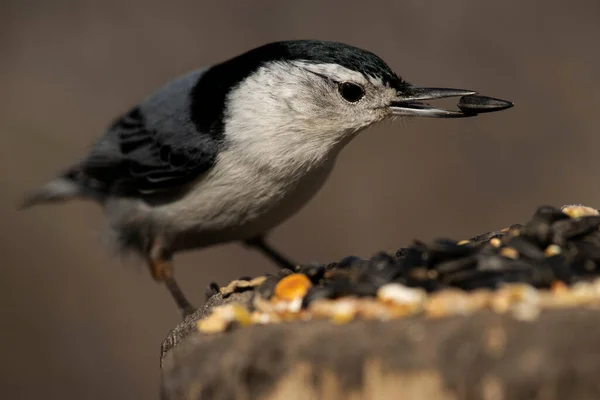 White Breasted Nuthatch Feeding Sitta Carolinensis — стоковое фото