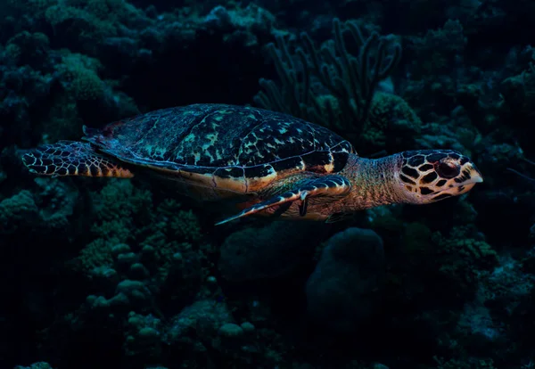 Una Tartaruga Marina Hawksbill Naviga Sulla Barriera Corallina Bonaire Nei — Foto Stock