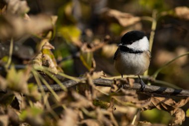 Vahşi doğada bir dala siyah bir tavuk tünemiş. Poecile atricapillus