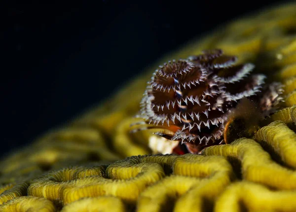 Christmas Tree Worms Stony Coral Buddy Reef Bonaire Netherlands Наукова — стокове фото