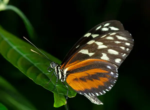 Orta Güney Amerika Bulunan Nymphalidae Familyasından Bir Tiger Longwing Butterfly — Stok fotoğraf