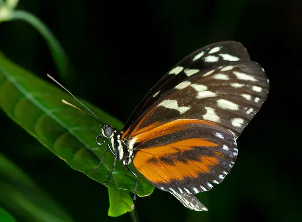 Tiger Longwing Butterfly Heliconius Hecale Nymphalidae Family Ranging Central South —  Fotos de Stock