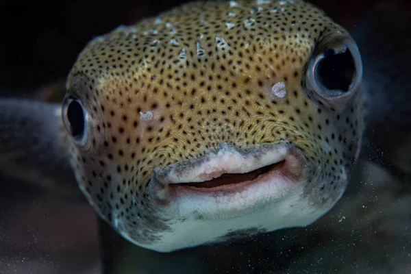 Curious Porcupine Pufferfish Bonaire Netherlands — Stock Photo, Image