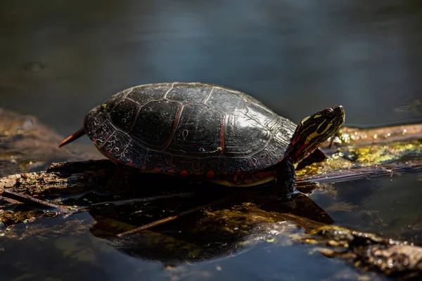 Painted Turtle Soaks Sun Pond Chrysemys Picta — Stock Photo, Image