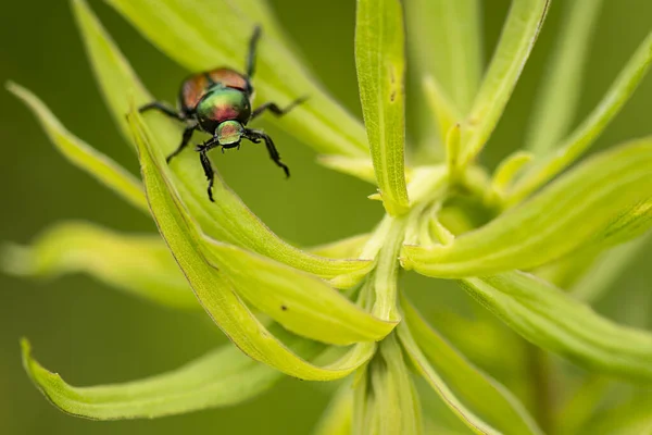 Escarabajo Japonés Una Planta Silvestre Popillia Japonica — Foto de Stock