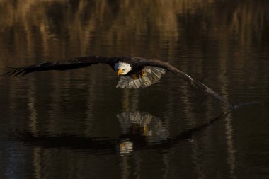 A trained bald eagle in flight, Haliaeetus leucocephalus.