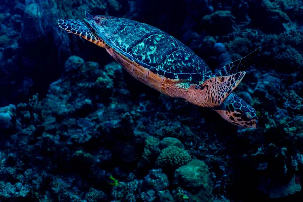 Μια Ετικέτα Hawksbill Θαλάσσια Χελώνα Κρουαζιέρα Στον Ύφαλο Bonaire Ολλανδία — Φωτογραφία Αρχείου