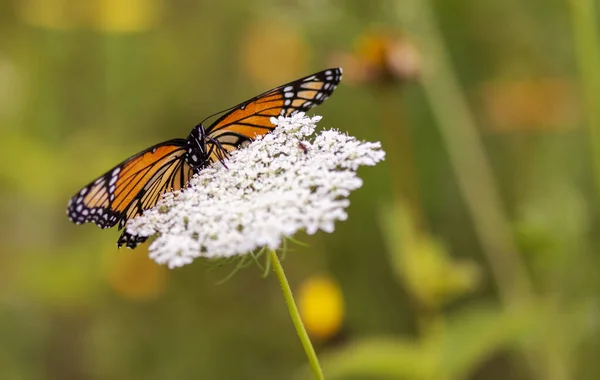 Una Farfalla Monarca Appoggiata Fiore Selvatico — Foto Stock