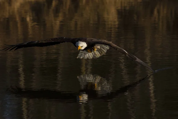 A trained bald eagle in flight, Haliaeetus leucocephalus.