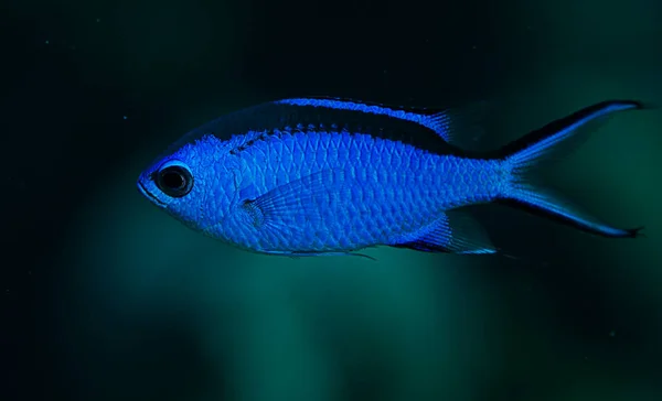 Pez Chromis Azul Naturaleza Roatán Honduras — Foto de Stock