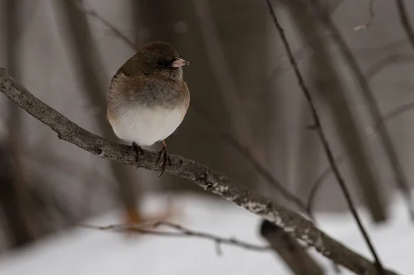 Junco Dagli Occhi Scuri Appollaiato Ramo Junco Hyemalis — Foto Stock