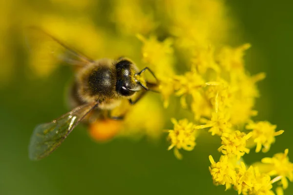 一只西方蜜蜂在秋天觅食 Apis Mellifea — 图库照片