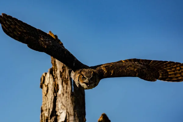 Wyszkolony Wielki Rogaty Sowa Locie Bubo Virginianus — Zdjęcie stockowe