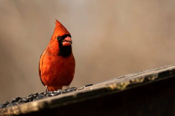 Male Northern Cardinal Feeder Cardinalis Cardinalis — Stock Photo, Image