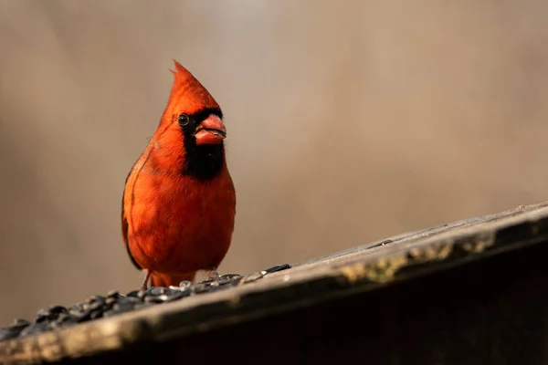 Kuzeyli bir erkek kardinal. Cardinalis cardinalis