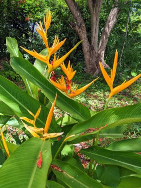 Tropical yellow plant in Grenada, West Indies