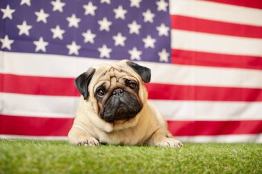 Amerikan bayrağının arka planında pug dog. 4 Temmuz Bağımsızlık Günü konsepti. Yüksek kalite fotoğraf