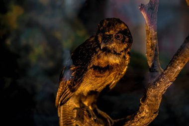 Siyah kurdele basit tasarım