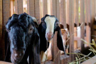 Goat farm in a village.