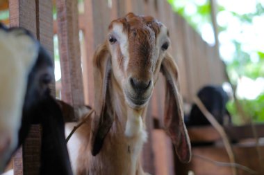 Goat farm in a village.