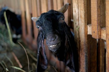 Goat farm in a village.