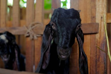 Goat farm in a village.