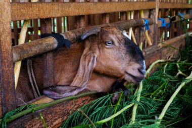 Goat farm in a village.