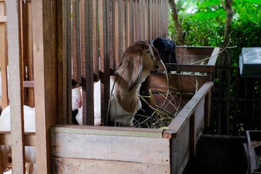 Goat farm in a village.