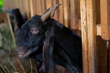 Goat farm in a village.