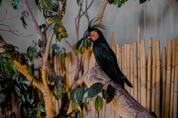 Siyah kurdele basit tasarım