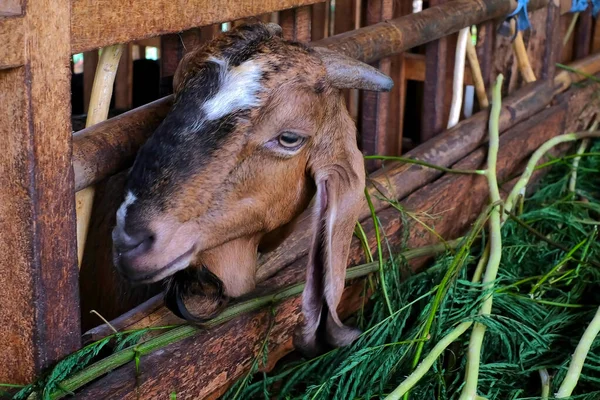 Goat farm in a village.