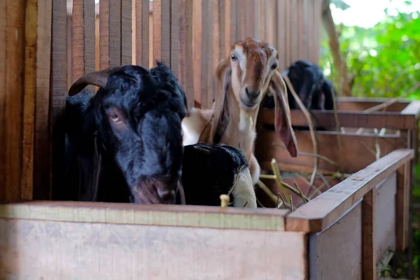 Goat farm in a village.