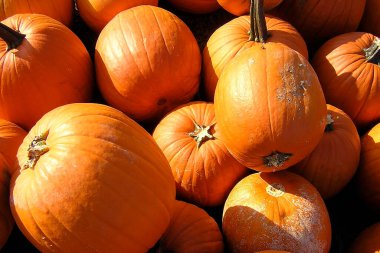 Siyah kurdele basit tasarım