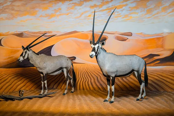 Wild african animal oryx walks through the desert.
