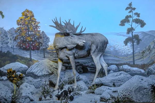Moose stand in a snowy field in a museum gallery.