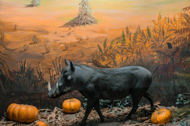Animals Wild boar is a collection of a museum.