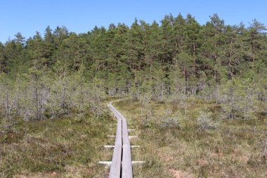 Bahçedeki güzel sarı çiçek