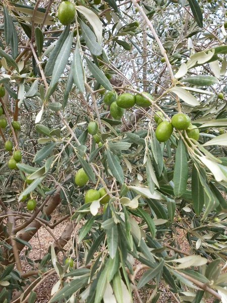 Olives and plantations owned by residents of eastern Europe, Albania