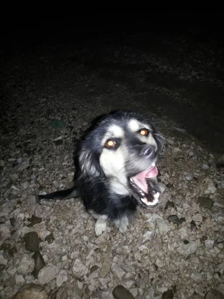 a black dog yawning