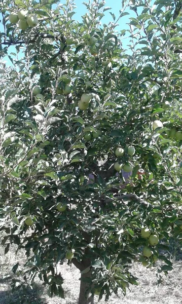 Apple Tree One Fields Belonging Citizen Albania — Stock Photo, Image