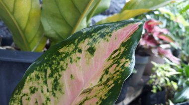 Asplenium scolopendrium, which is in the garden of a resident's house