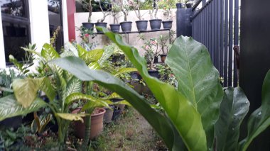 Asplenium scolopendrium, which is in the garden of a resident's house